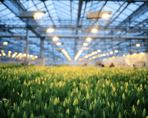 grow lamps in greenhouse - greenhouse grow lamps - horticulture growing light