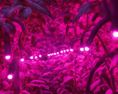 indoor greenhouse lighting - plant light growing indoor -