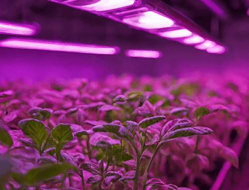 Short 2026 updates on grow lamps for greenhouses and vertical farms