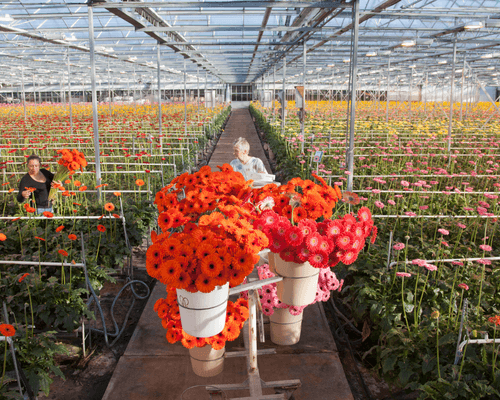 lights for flower production