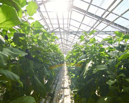 using full spectrum sun light to grow crops in greenhouses