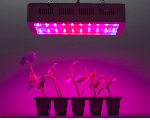 dynamic lighting plant light