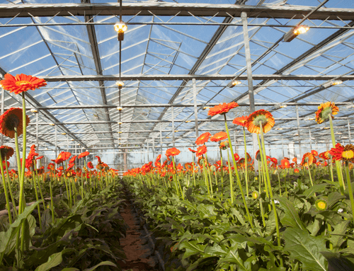 Why is supplemental lighting used in greenhouses?