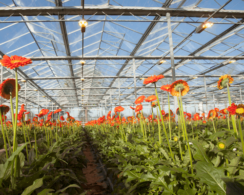 Light in greenhouse - light in greenhouse production - horticulture lights for flowers