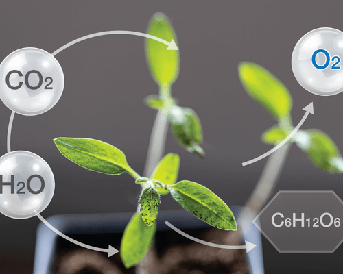 Energy for photosynthesis in plants