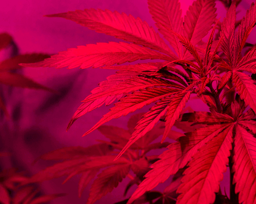 best grow lights for cannabis - using led plant light in greenhouse -