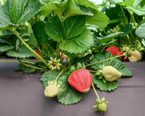 growing strawberries indoor