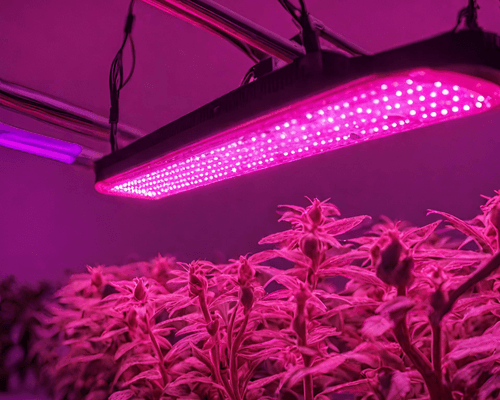 LED lights pink