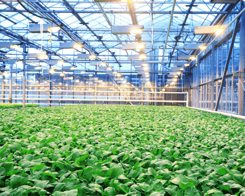 precise environmental control in greenhouse with greenhouse systems