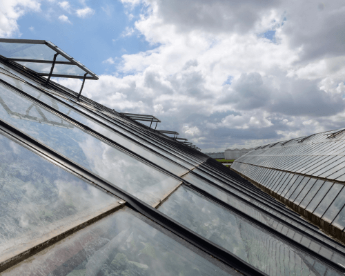 dutch greenhouse industry - dutch greenhouse history - greenhouse developments