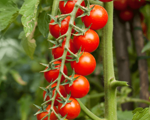 dwarf tomatoes autonomous greenhouse challenge wur - cherry tomatoes autonomous greenhouse challenge