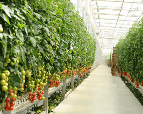 climate control for greenhouses - climate system for greenhouse industries