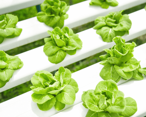 lettuce growing conditions greenhouse