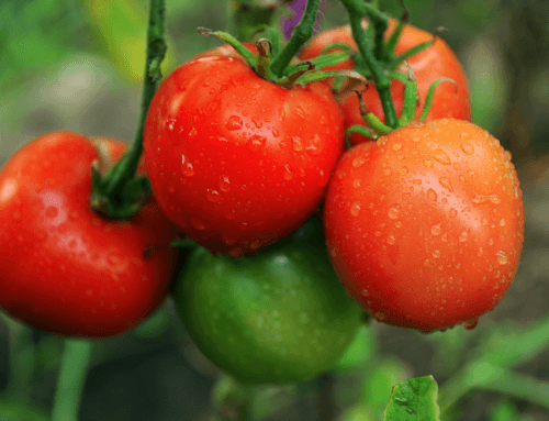 3 Ways to Increase the CO₂ level in greenhouses to boost production