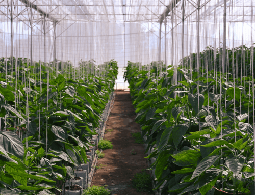 Optimalize Greenhouse Production