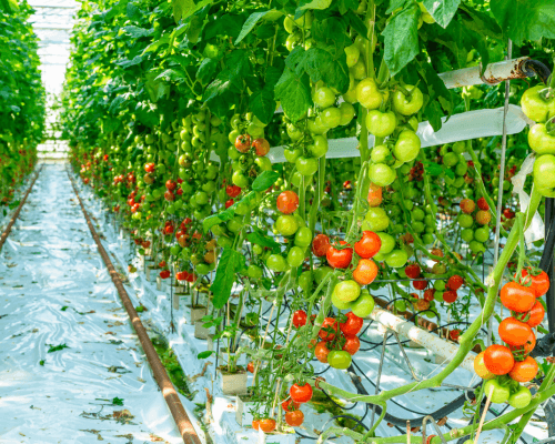 growing greenhouse tomatoes