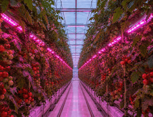 How intracanopy lighting can increase yield in greenhouses without increasing energy usage